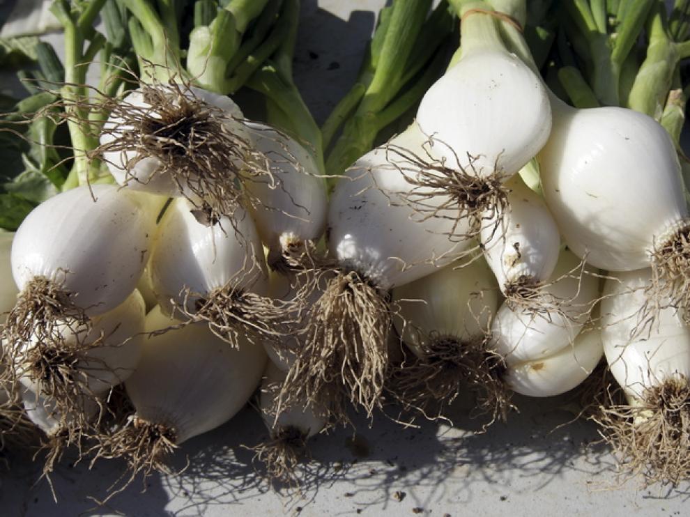 El CITA investiga los compuestos que causan picor en el pimiento y la cebolla
