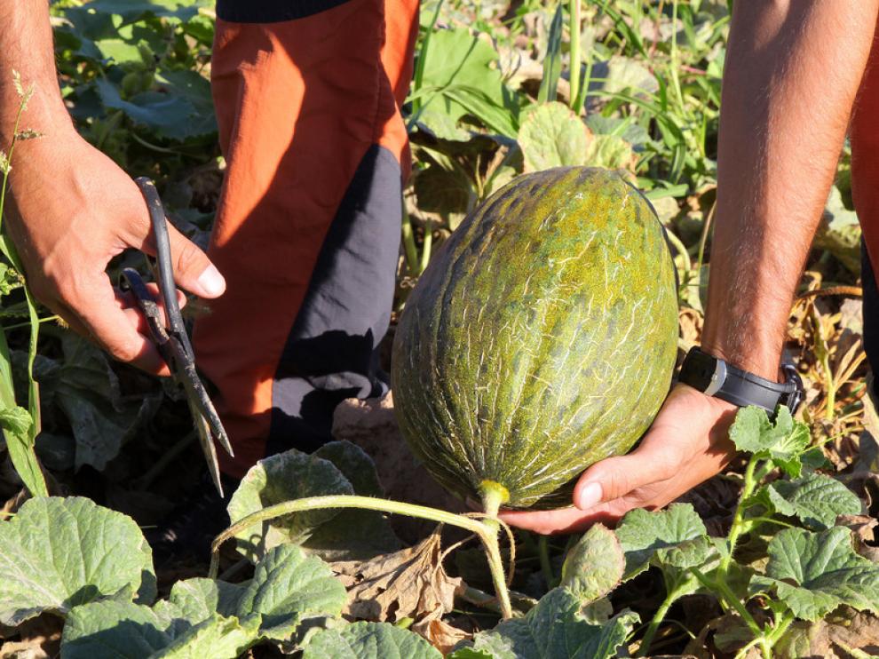 Un melón, listo para ser cortado de la mata por Javier Enguid