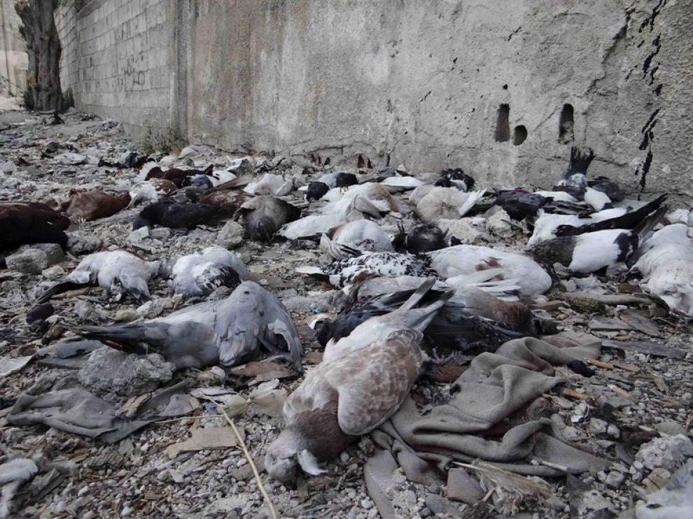 La oposición siria muestra decenas de aves muertas como prueba del ataque químico