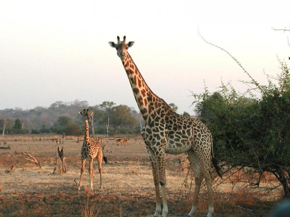 Imagen de archivo de varias jirafas