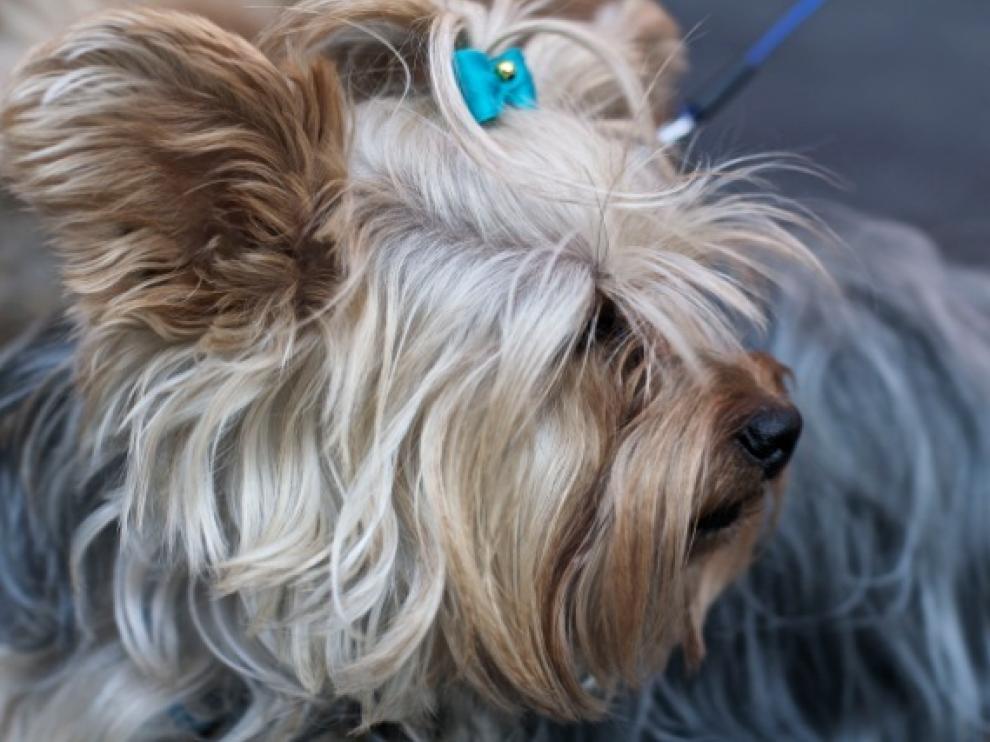 Primera quedada canina de Las Fuentes