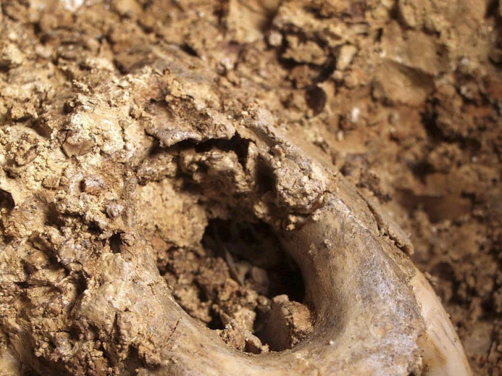 Fósiles de Ursus deningeris