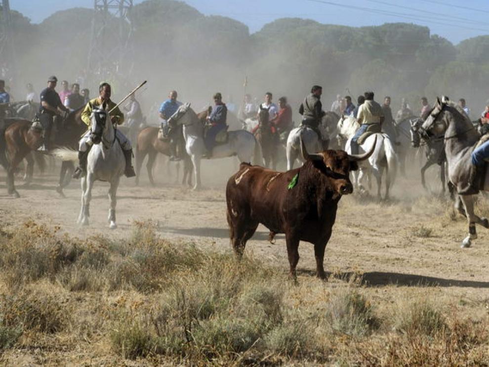 Vulcano fue el Toro de la Vega de este año.