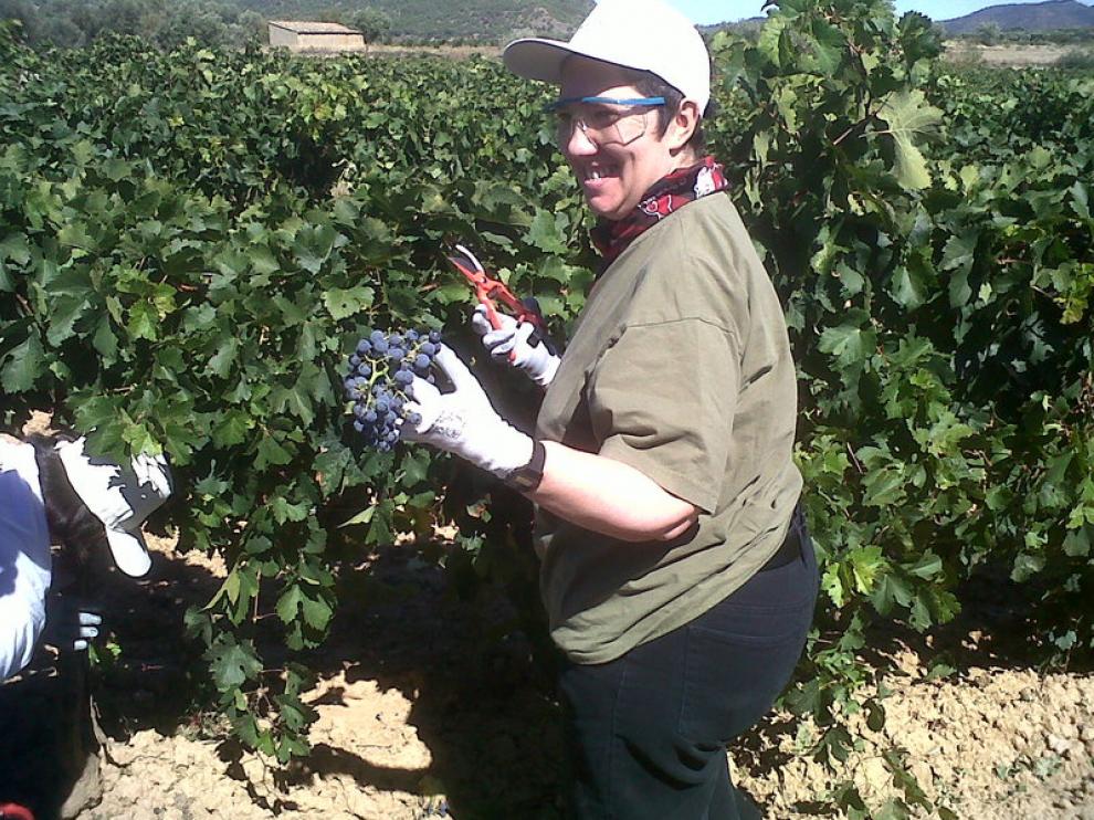 Jornada de vendimia en Bodegas Enate