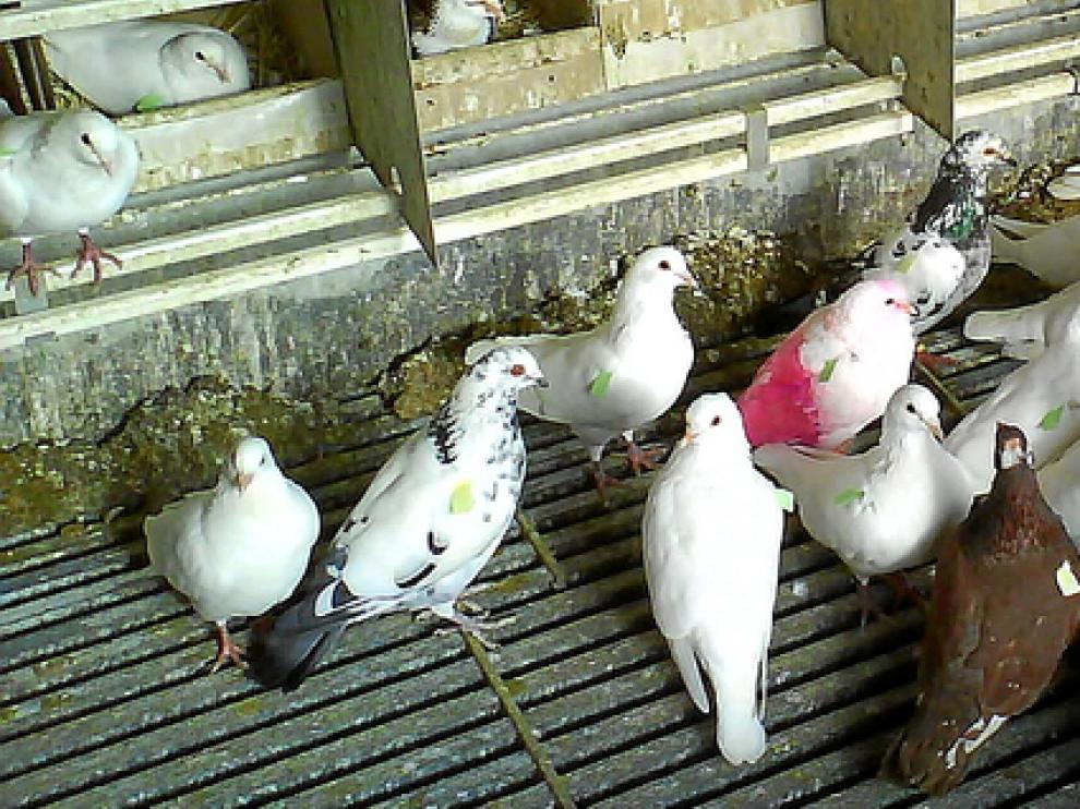 Pichones y palomos, una carne delicada que cada vez se consume menos