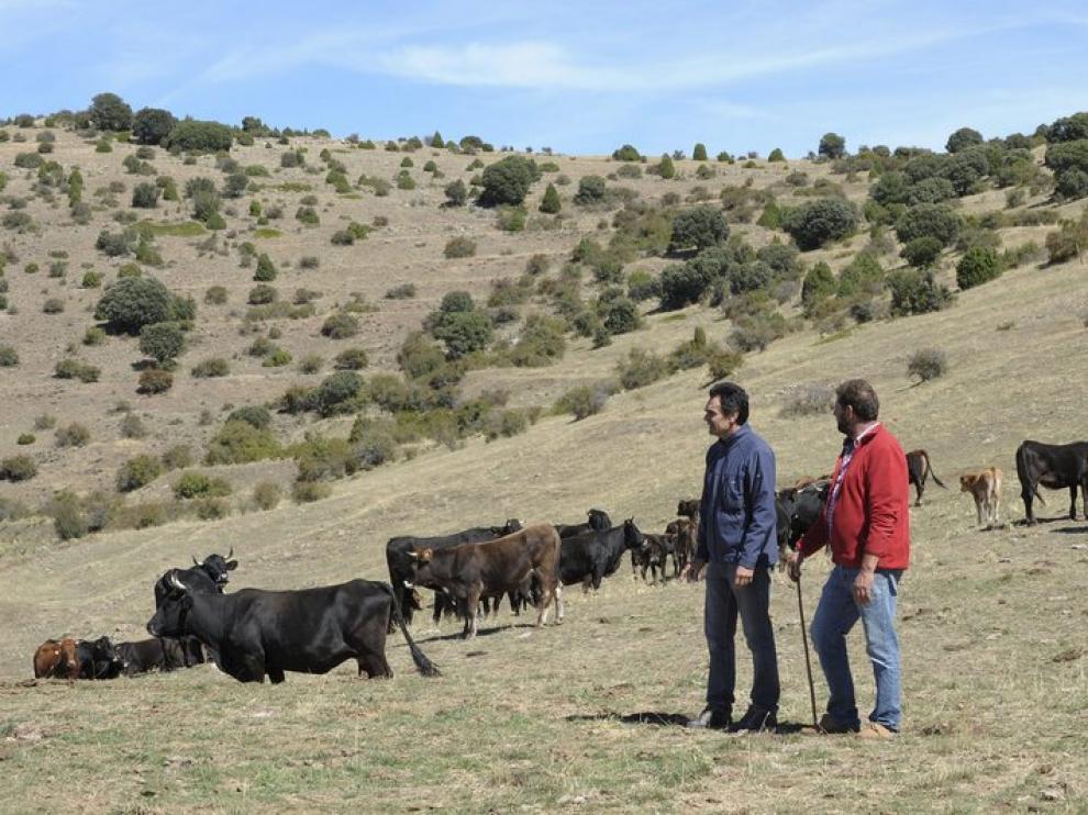 Reses serranas en los pastos de El Pobo