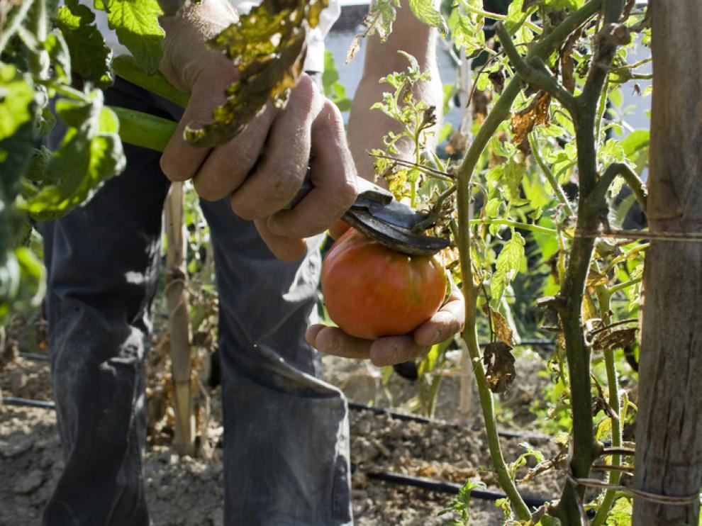 Huerta ecológica en Movera