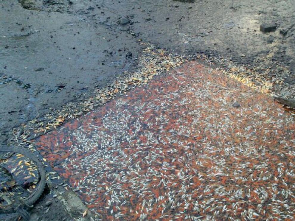 Imagen de ejemplares de pequeños peces muertos en el lago de Montecanal