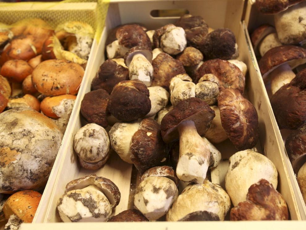 Boletus pinicola y edulis