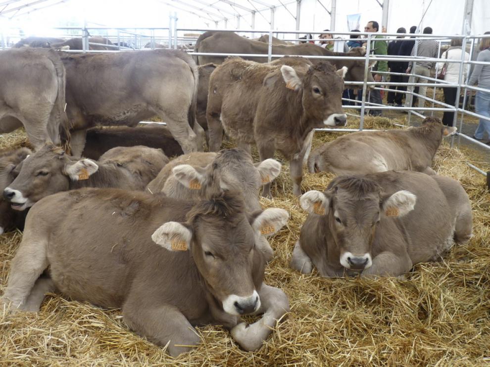 El ganado es el gran protagonista de la Feria de Otoño