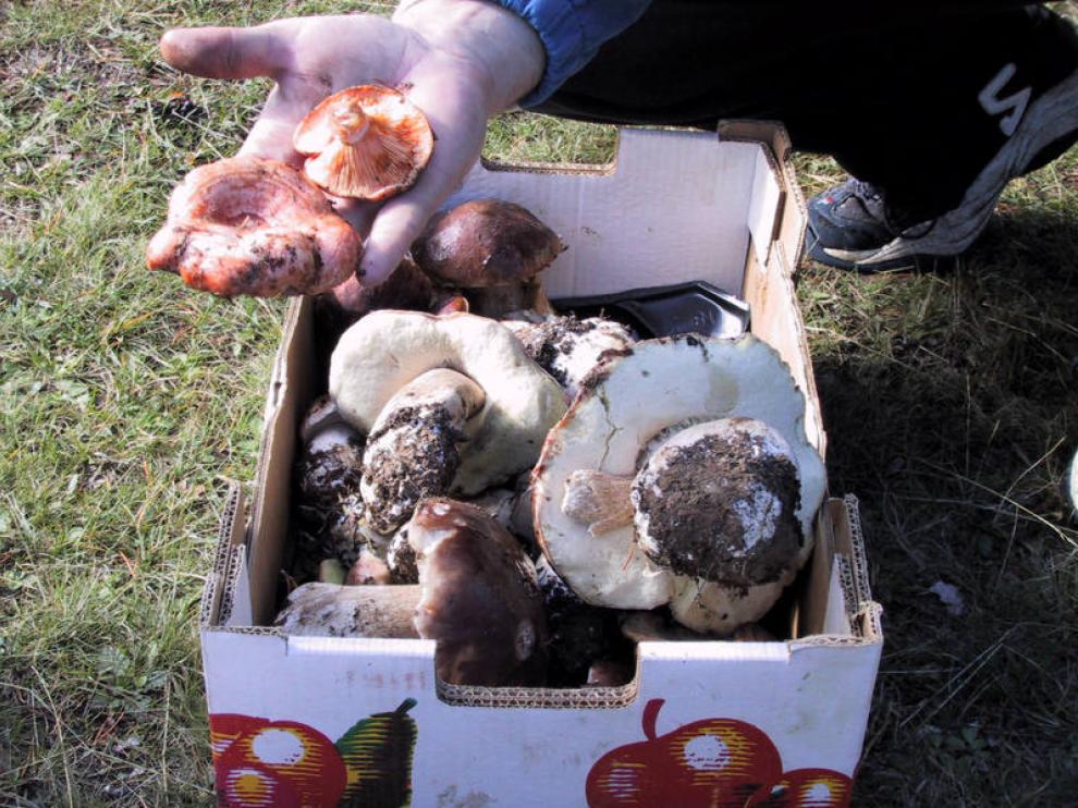 Recogida de setas en la Sierra de Albarracín