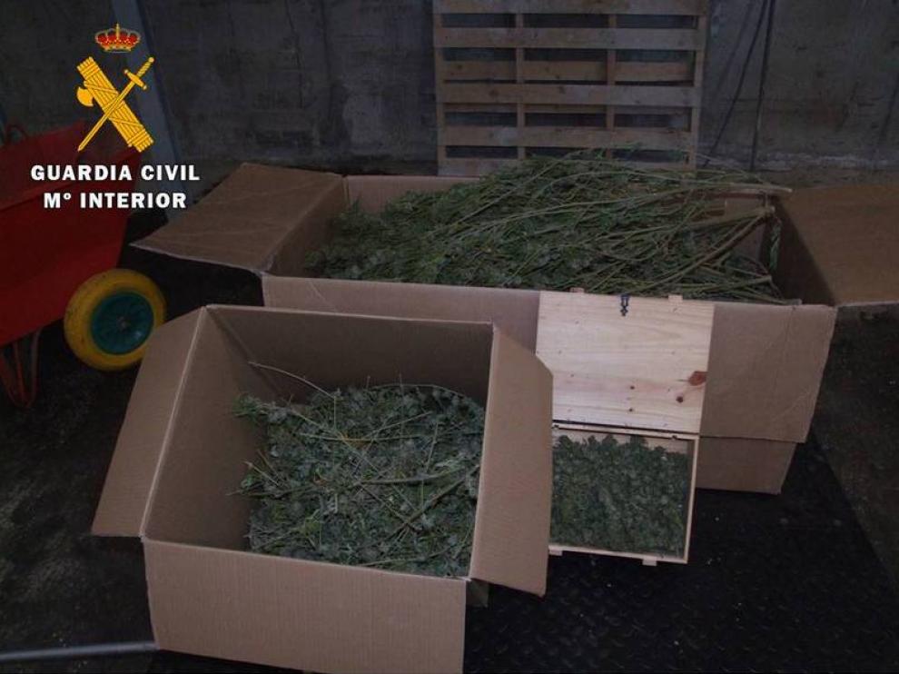 Imagen de las plantas que se ha incautado la Guardia Civil