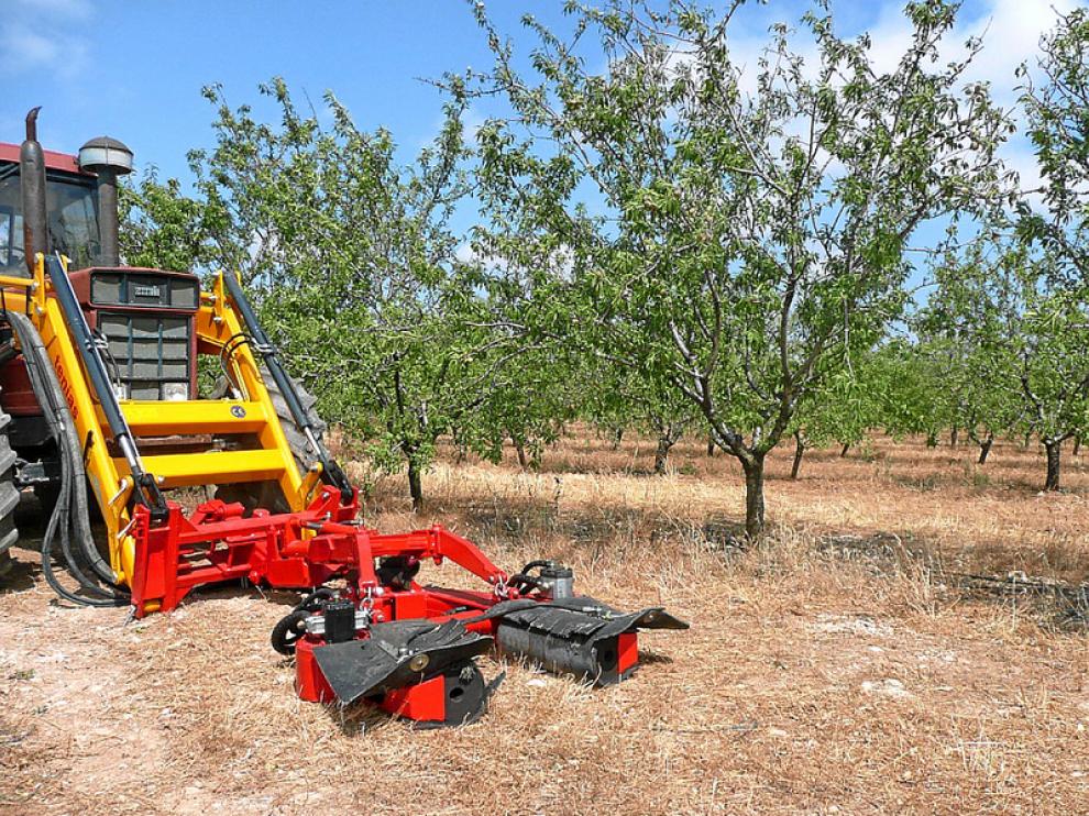 Recolección de almendra esta campaña en una finca de la comarca oscense del Somontano