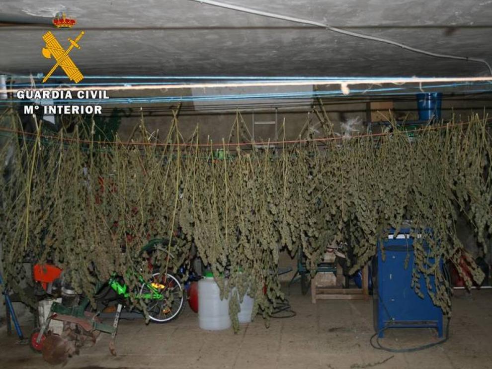 Operación de la Guardia Civil contra el tráfico de marihuana en la provincia de Zaragoza