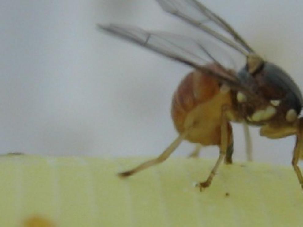 Foto de archivo de una mosca