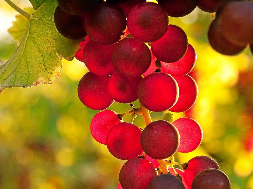 Las uvas, un fruto rico en antioxidantes