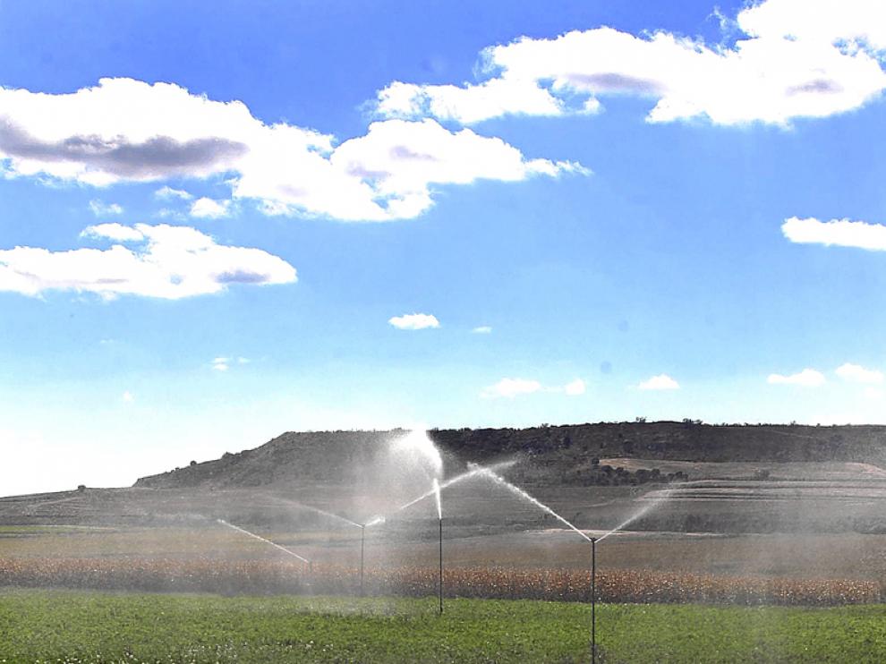 Un campo de alfalfa en la provincia de Huesca