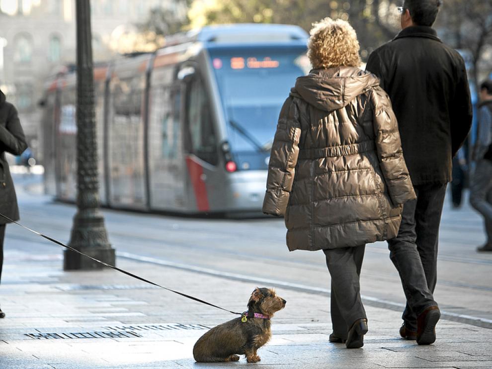 Las mascotas ya pueden subir al transporte público