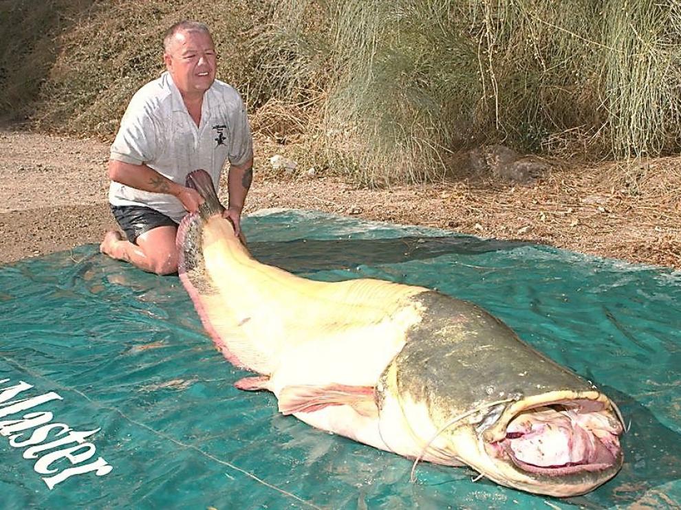 Un siluro de 90 kilos, en Mequinenza