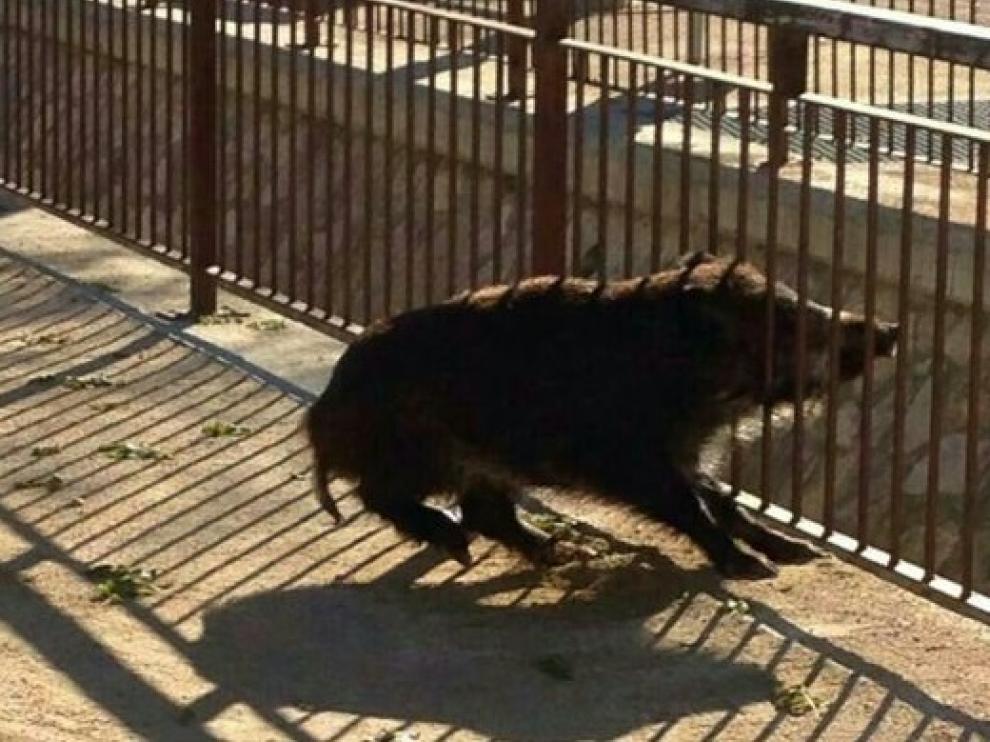 Un jabalí aparecido en Huesca