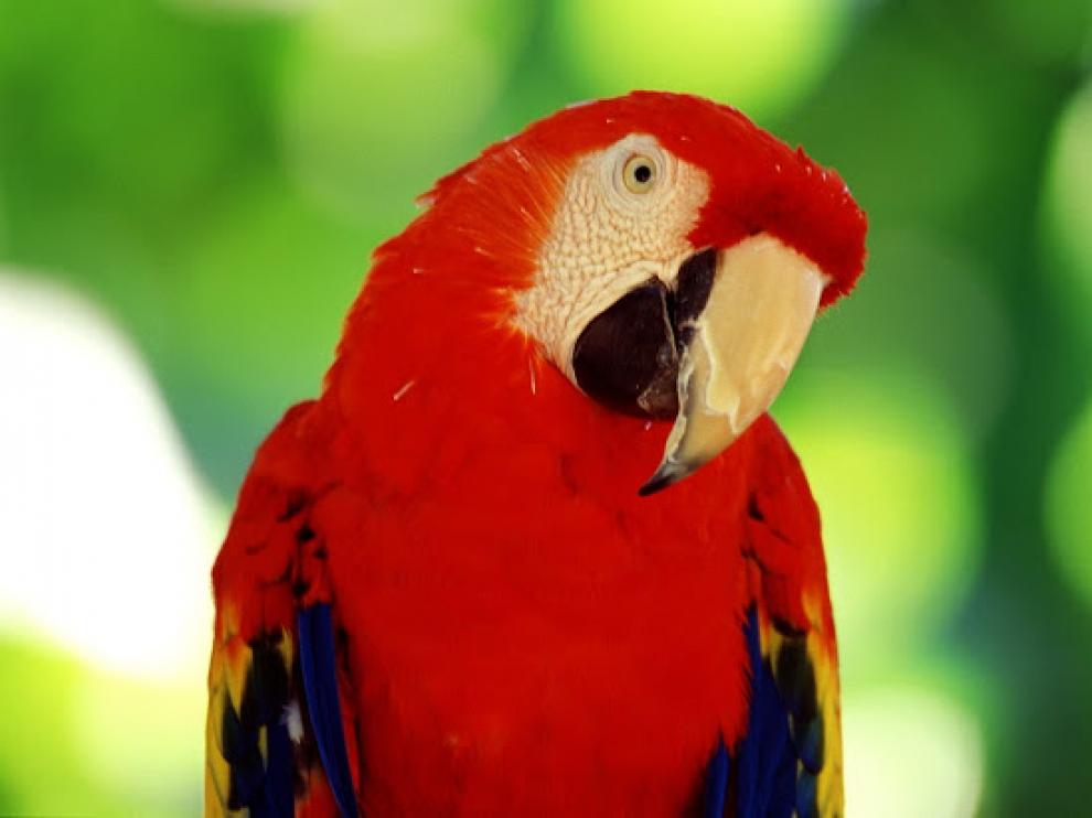 Los loros son uno de los animales que pueden ser asegurados.
