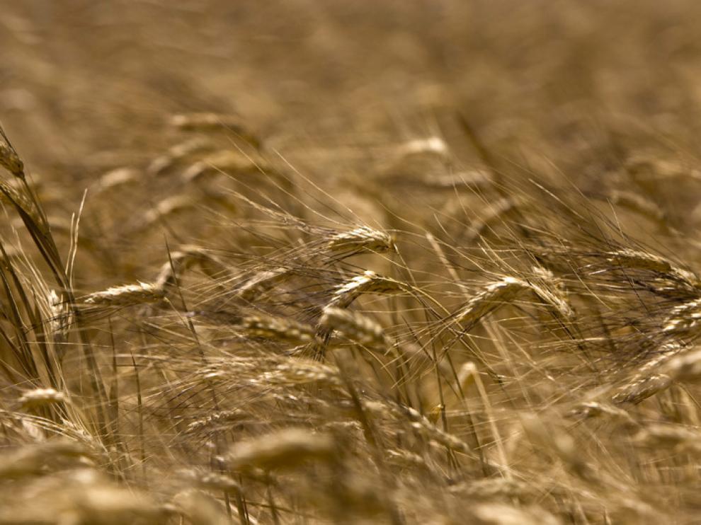 Un campo de trigo
