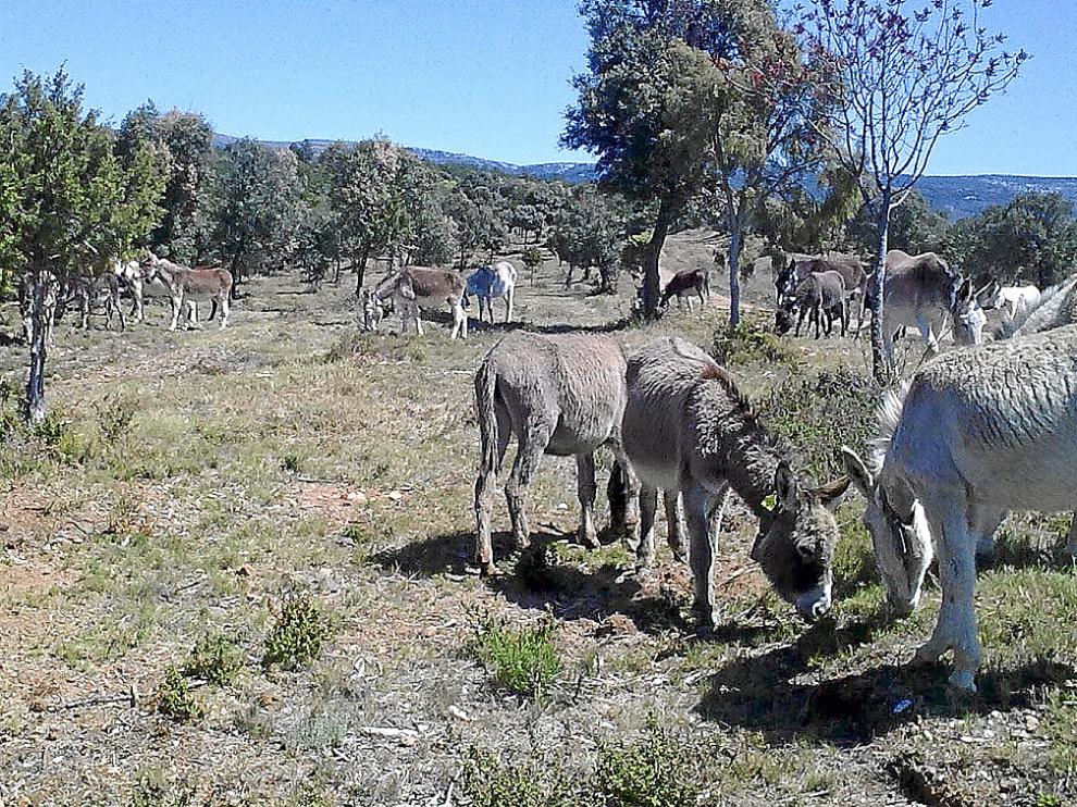 Imagen de archivo de varios burros pastando.