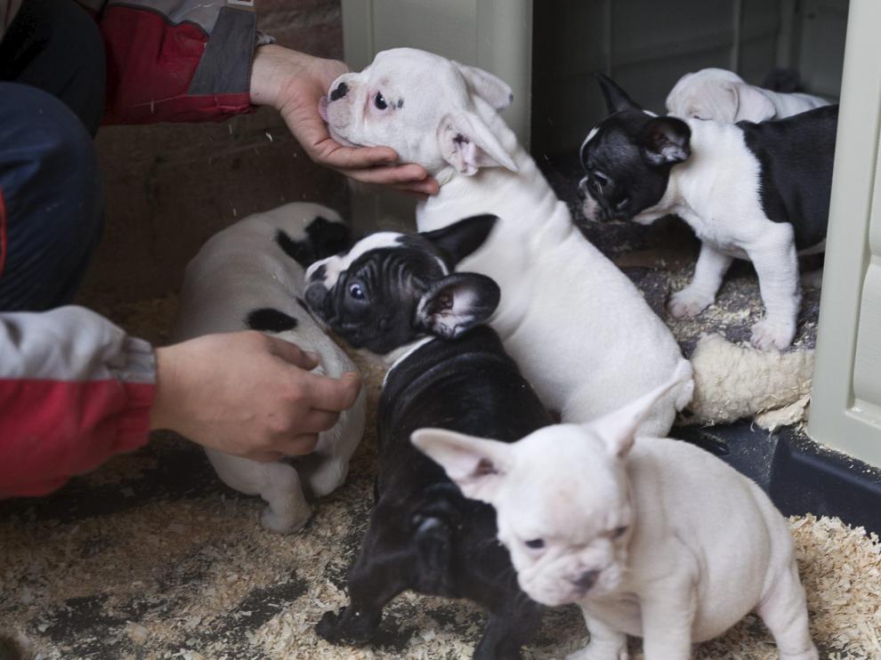 El Centro Municipal de Protección Animal ha conseguido ya acogida temporal para 110 cachorros