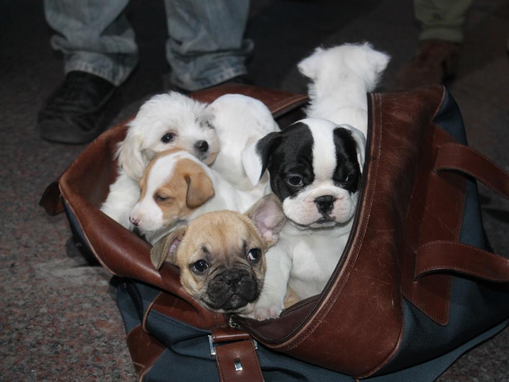 Cachorros en adopción