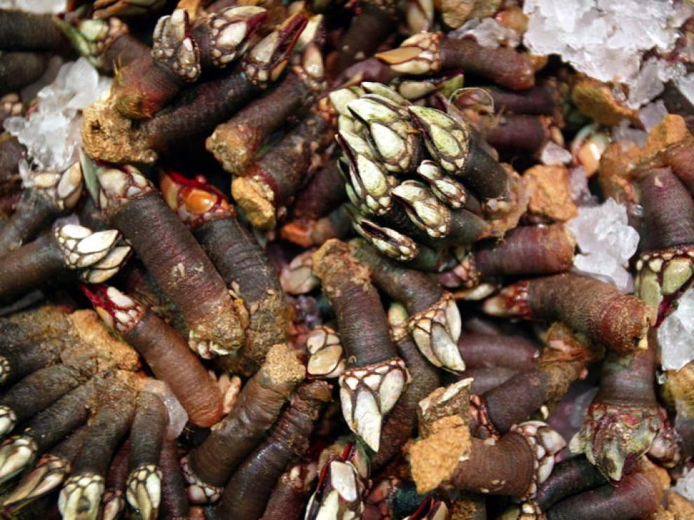 Percebes