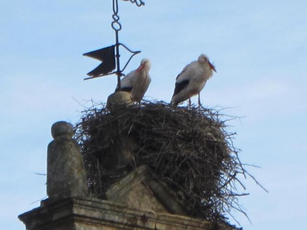 Cigüeñas en la torre de Barbastro
