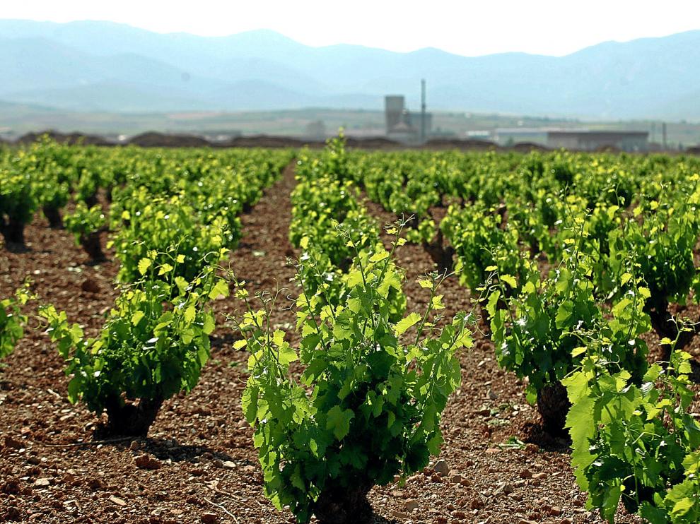 Vinos aragoneses unidos para su comercialización