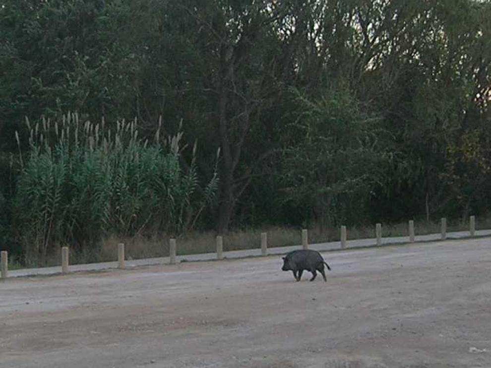 Un cerdo, en dirección al bosque de la ribera