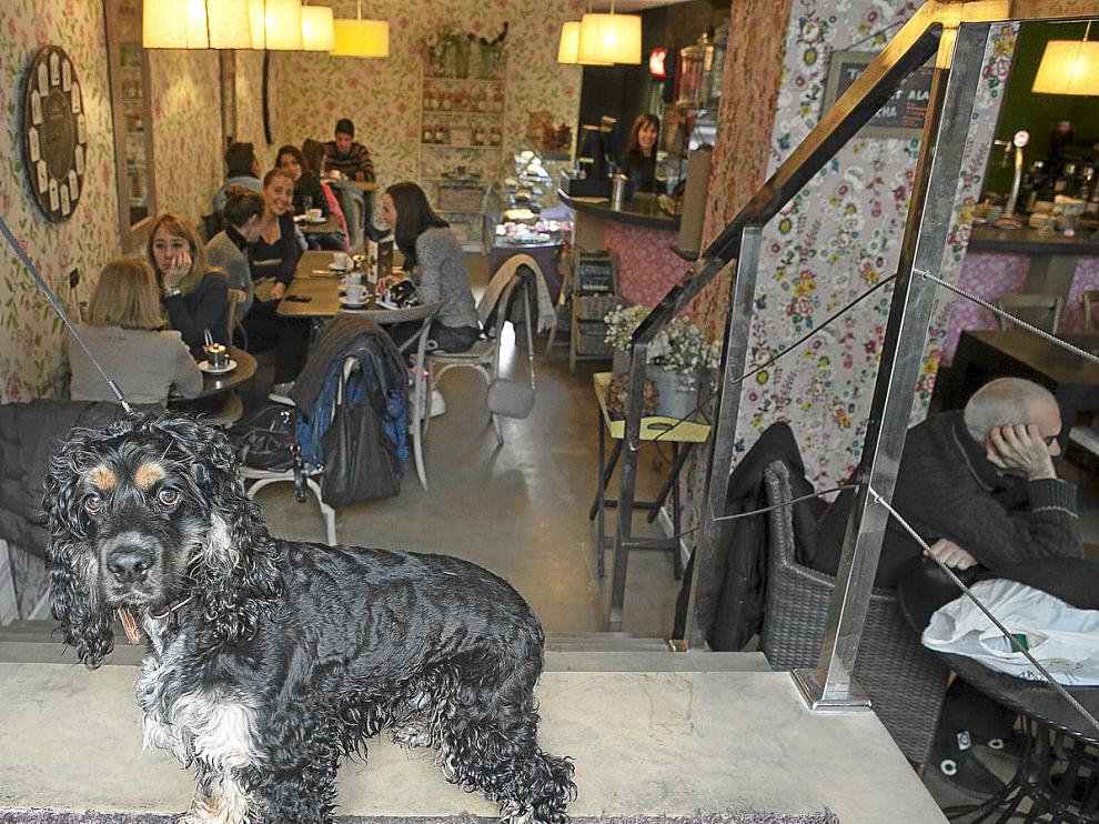 Bruno, un cocker spaniel, ayer en la cafetería 'Con H de harina', en el paseo de la Constitución