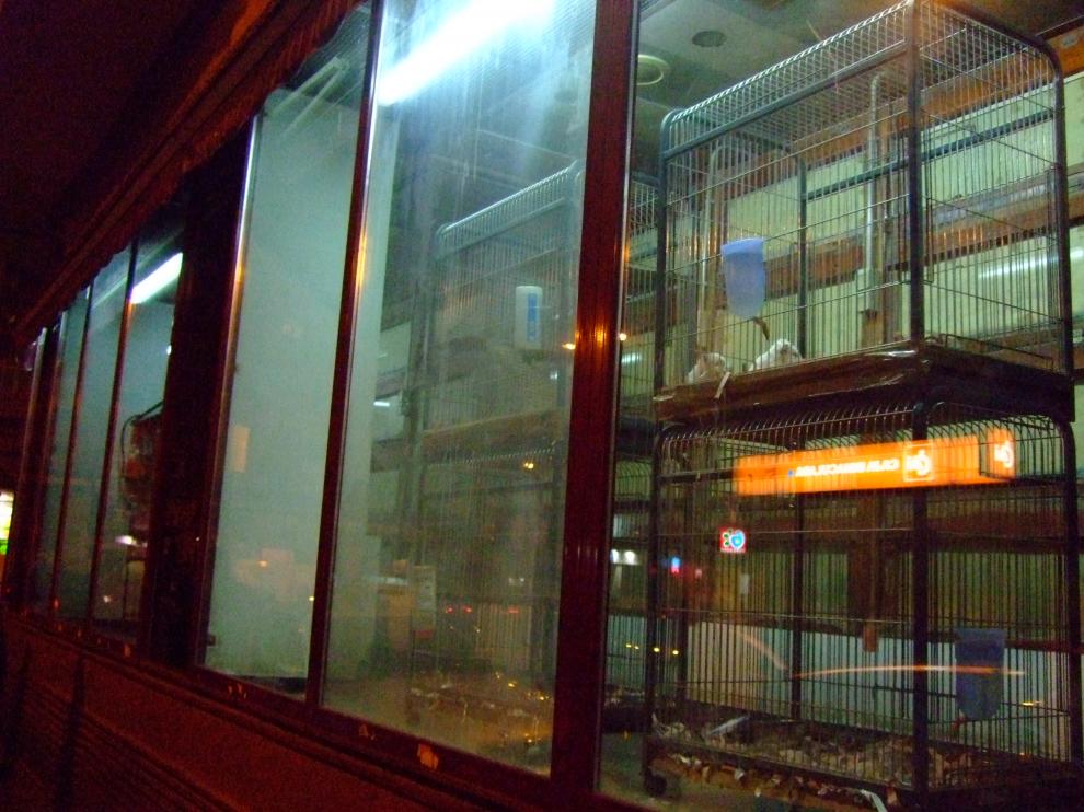 Un par de conejos enjaulados en un escaparate.