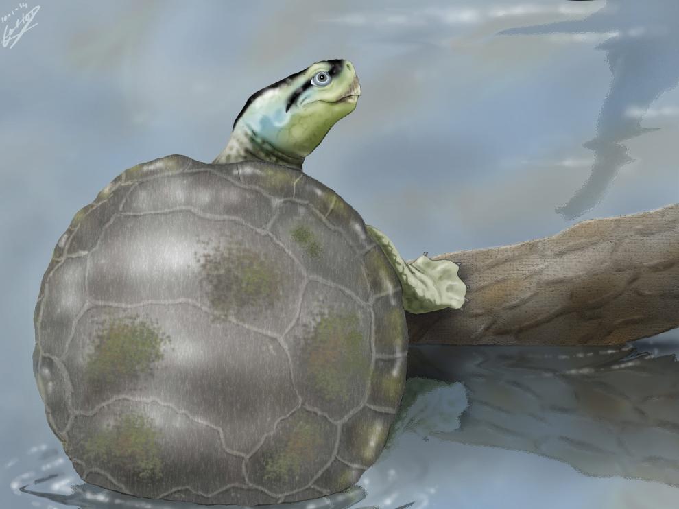 Una tortuga de 140 millones de años