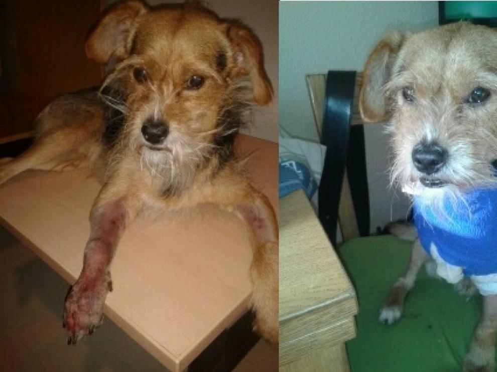 Nico antes y después de la amputación de la pata