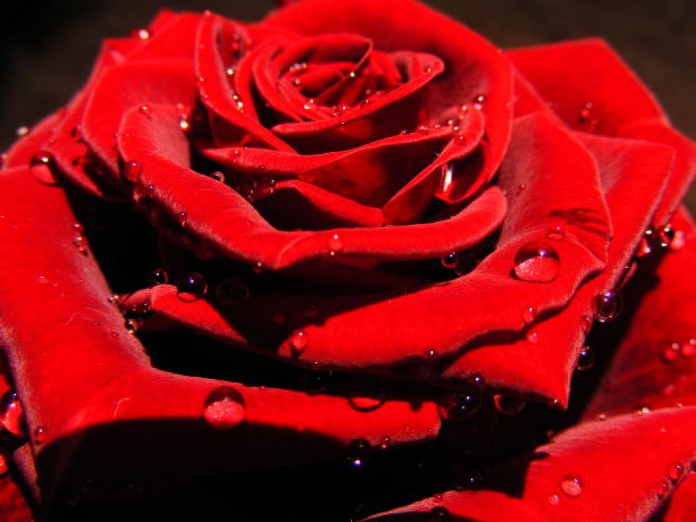 ¿Sabías que las rosas son parientes cercanas de las fresas?