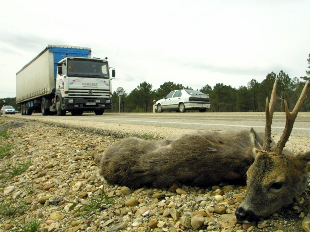 Accidente provocado por un animal en Soria