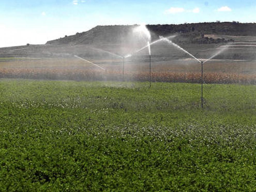 Riego por aspersión en un campo de alfalfa en la provincia de Huesca