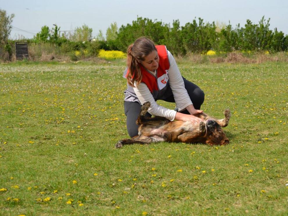 Un 96% de los animales de la protectora municipal fueron adoptados en 2013