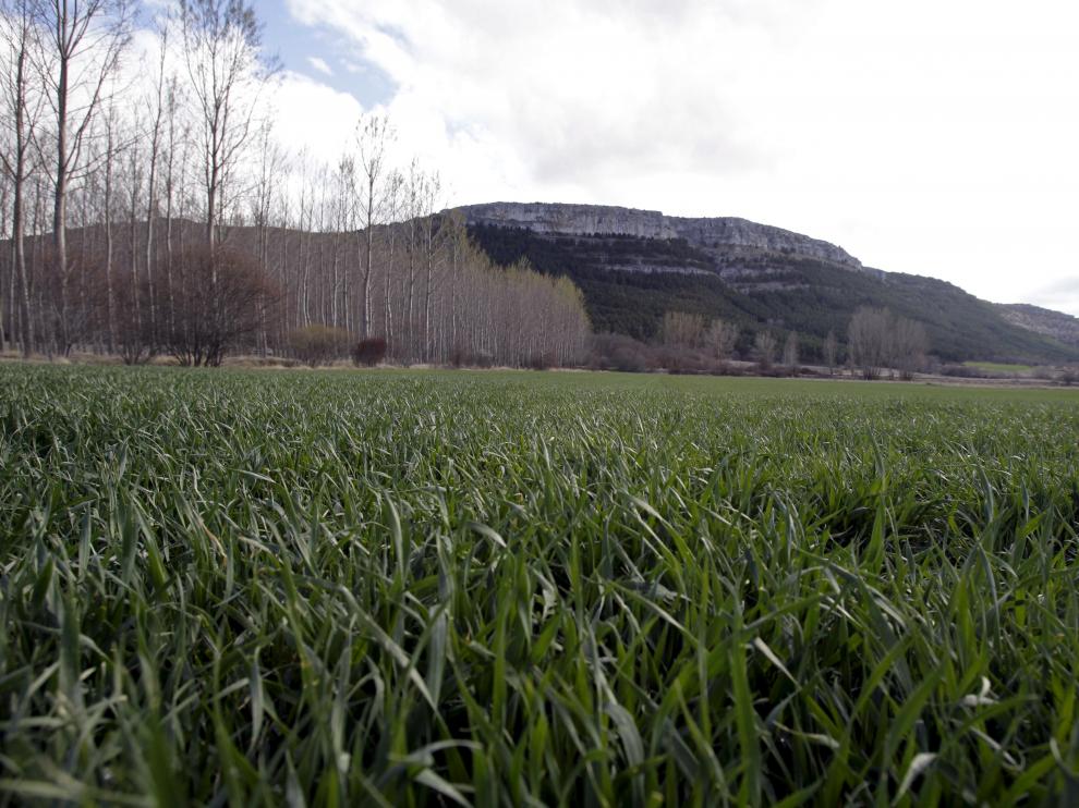 Campos de cereal