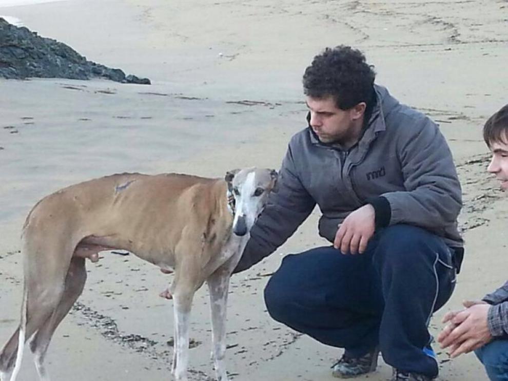 Uno de los galgos rescatados en Zaragoza en 2014