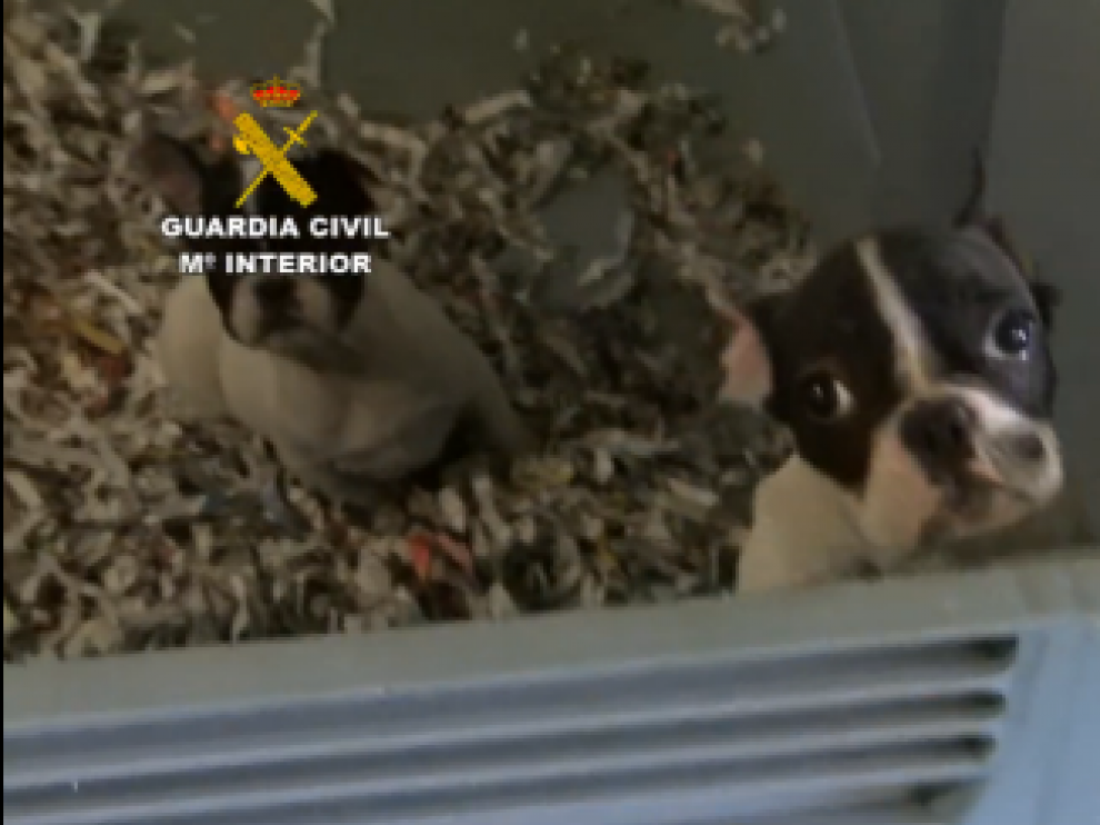 Uno de los cachorros encontrados