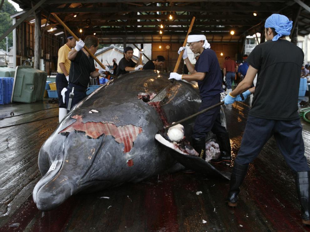 Un grupo de japoneses despiezando una ballena