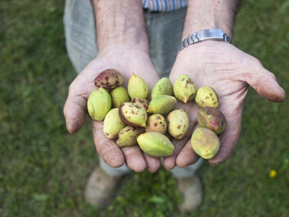 Nectarinas dañadas por una granizada de verano