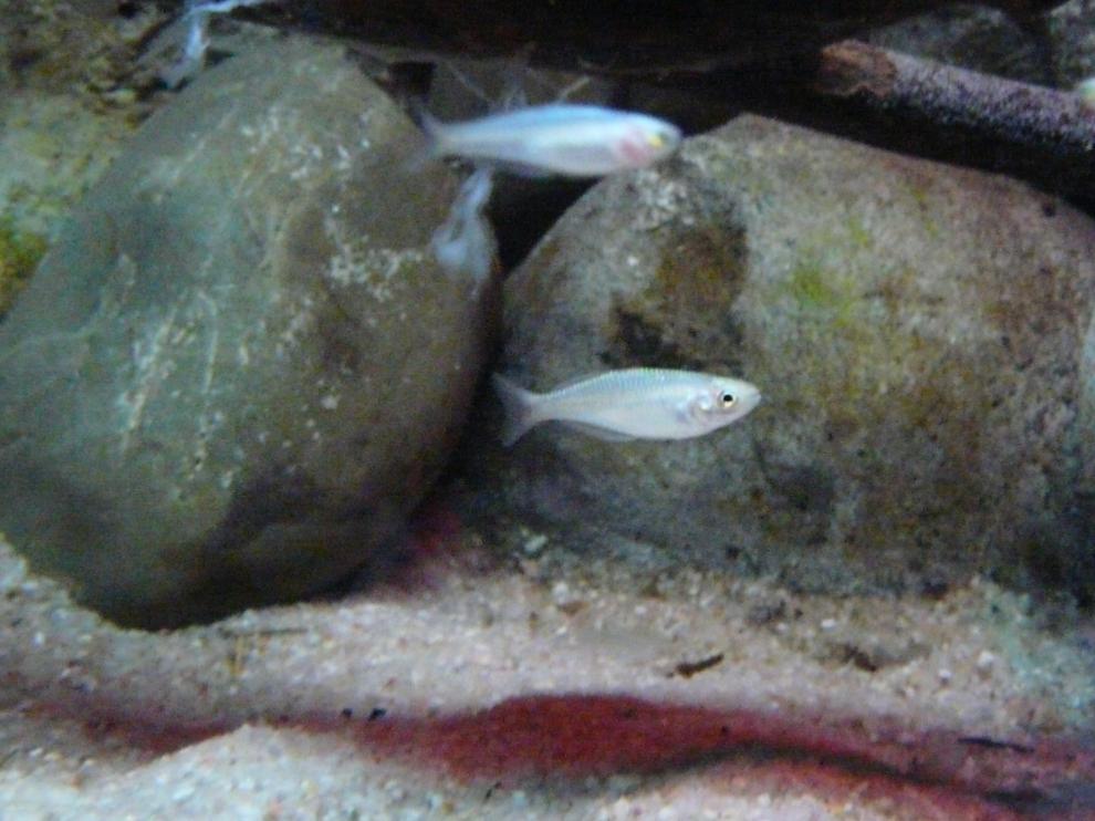 1.100 nuevos ejemplares llegan al Acuario de Zaragoza