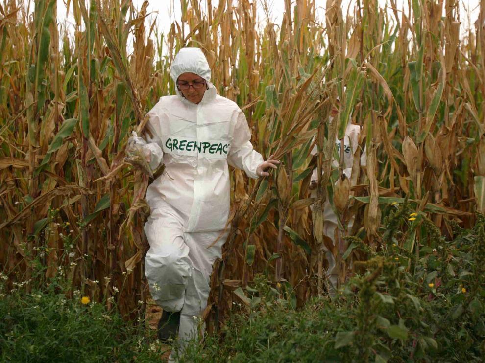 Un cultivo de maíz transgénico