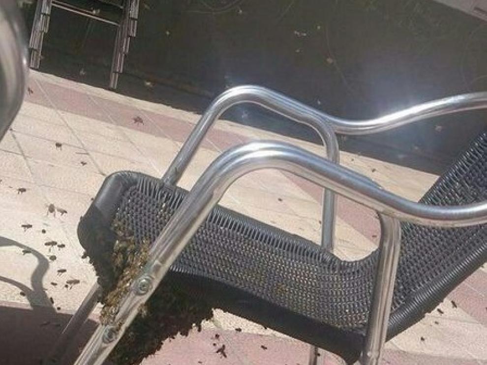 Un enjambre, en la silla de una terraza
