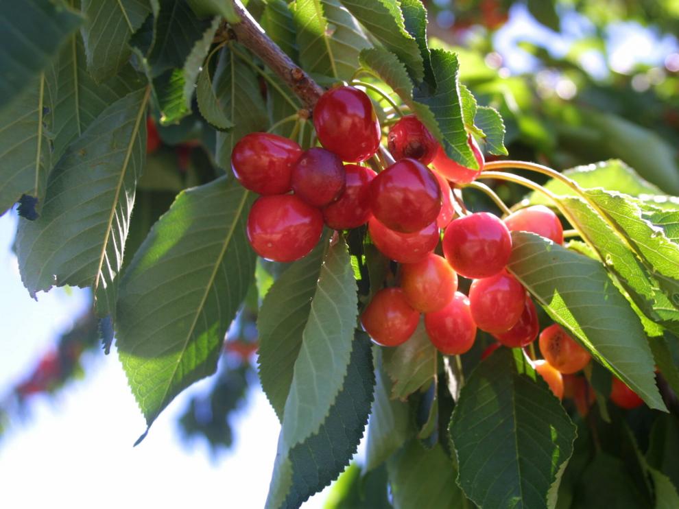 Cerezos de Bolea